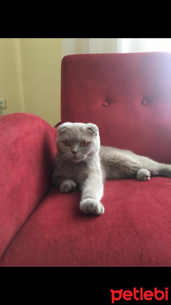 Scottish Fold, Kedi  Maya fotoğrafı