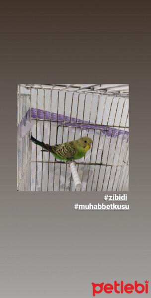 Muhabbet Kuşu, Kuş  Zilli fotoğrafı