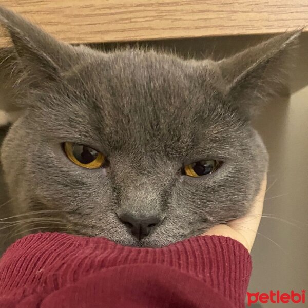 British Shorthair, Kedi  Tommy fotoğrafı