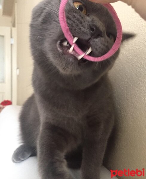 British Shorthair, Kedi  Tommy fotoğrafı