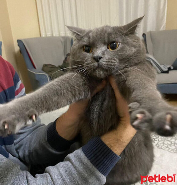 British Shorthair, Kedi  Tommy fotoğrafı