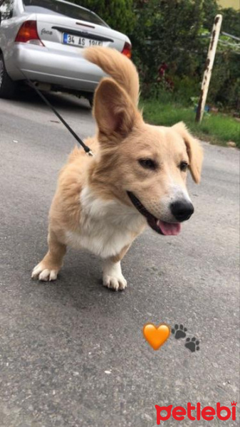 Alman Çoban Köpeği, Köpek  Hayati fotoğrafı