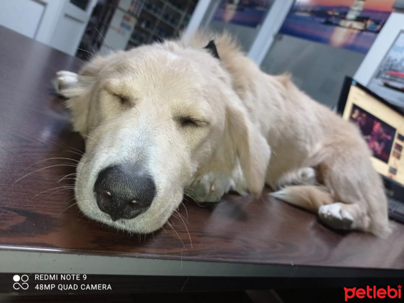 Alman Çoban Köpeği, Köpek  Hayati fotoğrafı