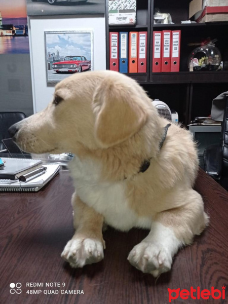 Alman Çoban Köpeği, Köpek  Hayati fotoğrafı