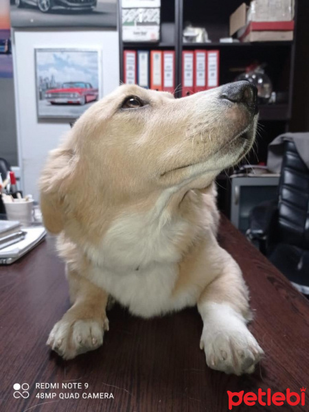 Alman Çoban Köpeği, Köpek  Hayati fotoğrafı