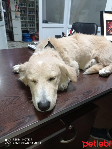 Alman Çoban Köpeği, Köpek  Hayati fotoğrafı
