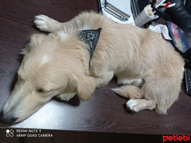 Alman Çoban Köpeği, Köpek  Hayati fotoğrafı