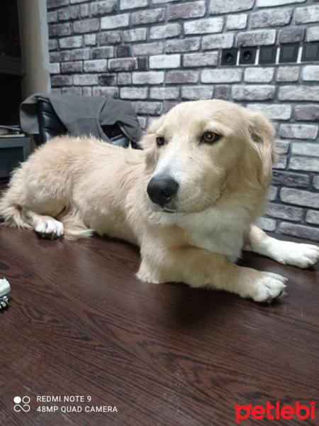 Alman Çoban Köpeği, Köpek  Hayati fotoğrafı
