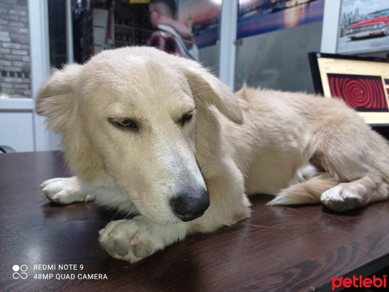 Alman Çoban Köpeği, Köpek  Hayati fotoğrafı