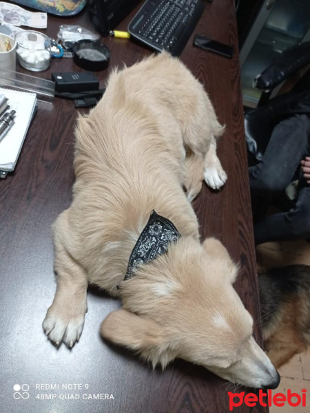 Alman Çoban Köpeği, Köpek  Hayati fotoğrafı
