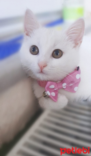 British Shorthair, Kedi  0 fotoğrafı