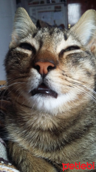 Tekir Kedi, Kedi  Karamel fotoğrafı