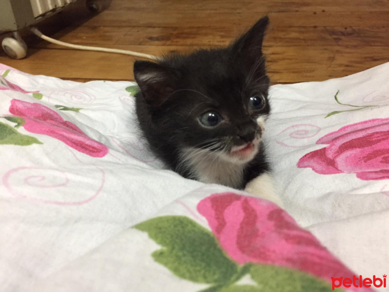 Tekir Kedi, Kedi  Karamel fotoğrafı