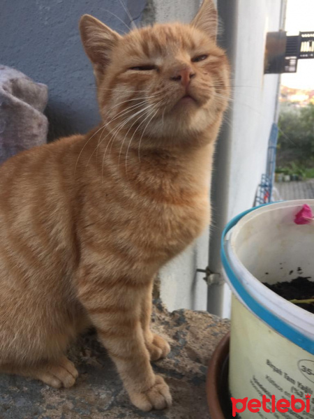 Tekir Kedi, Kedi  Karamel fotoğrafı
