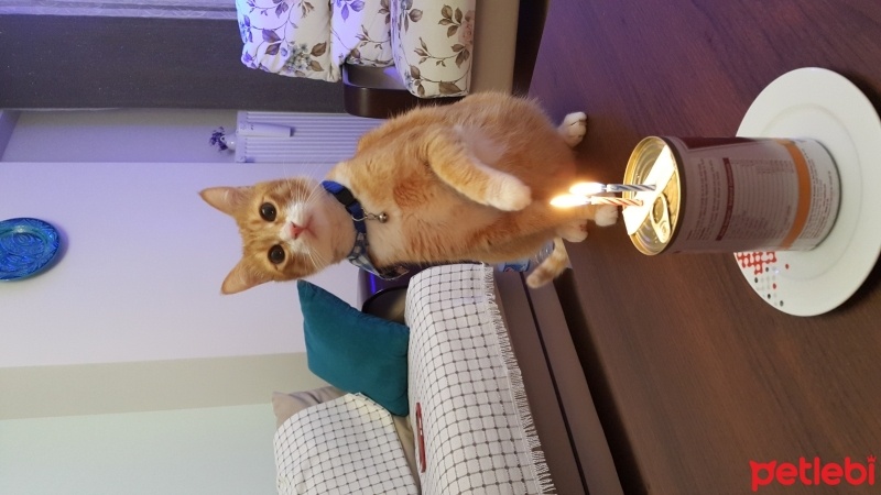 Tekir Kedi, Kedi  Tarçın  fotoğrafı