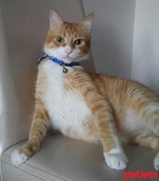 Tekir Kedi, Kedi  Tarçın  fotoğrafı