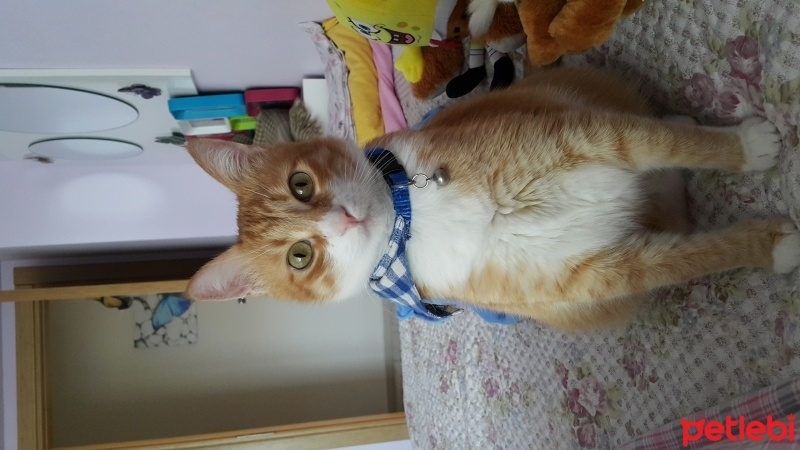 Tekir Kedi, Kedi  Tarçın  fotoğrafı