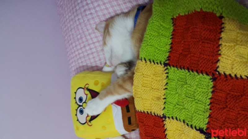 Tekir Kedi, Kedi  Tarçın  fotoğrafı