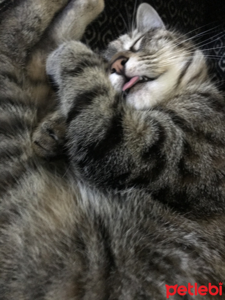 Tekir Kedi, Kedi  Fox fotoğrafı