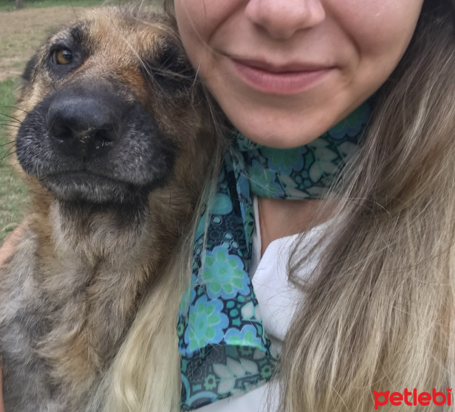 Tekir Kedi, Kedi  Fox fotoğrafı