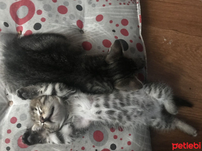 Tekir Kedi, Kedi  Fox fotoğrafı