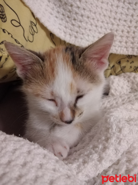 Tekir Kedi, Kedi  Leya fotoğrafı