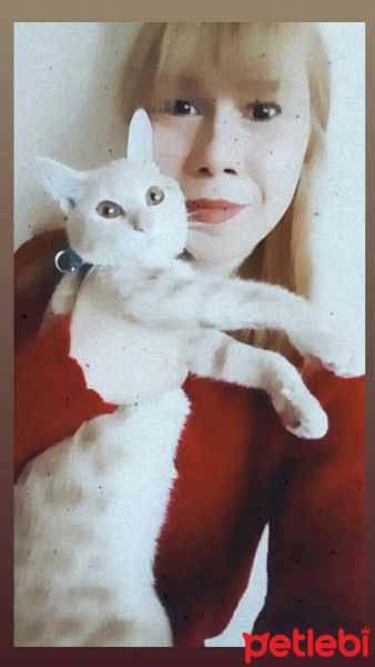 Tekir Kedi, Kedi  Behlül fotoğrafı