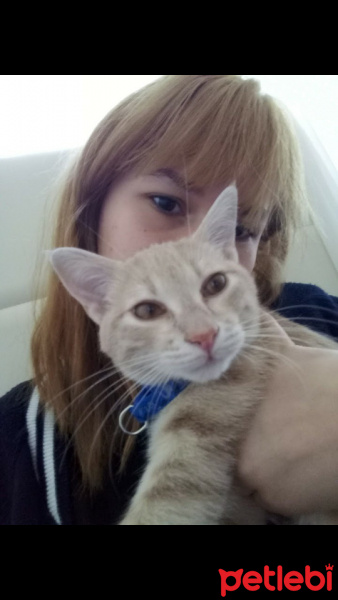 Tekir Kedi, Kedi  Behlül fotoğrafı