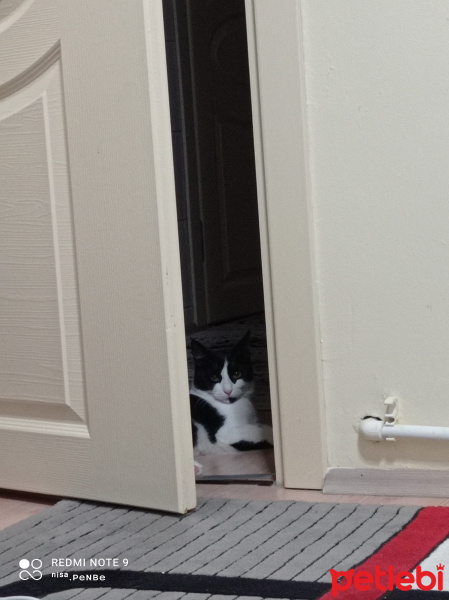Tuxedo (Smokin) Kedi, Kedi  YUMAK fotoğrafı