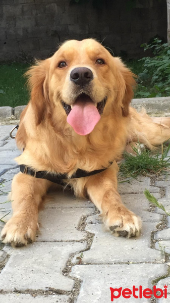 Golden Retriever, Köpek  Paul fotoğrafı