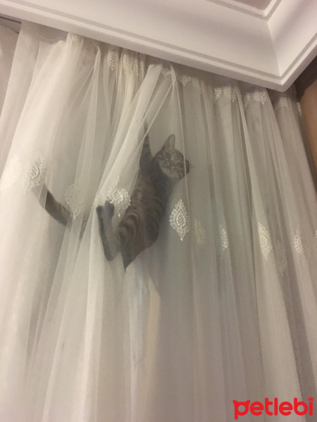 Tekir Kedi, Kedi  Paşa fotoğrafı