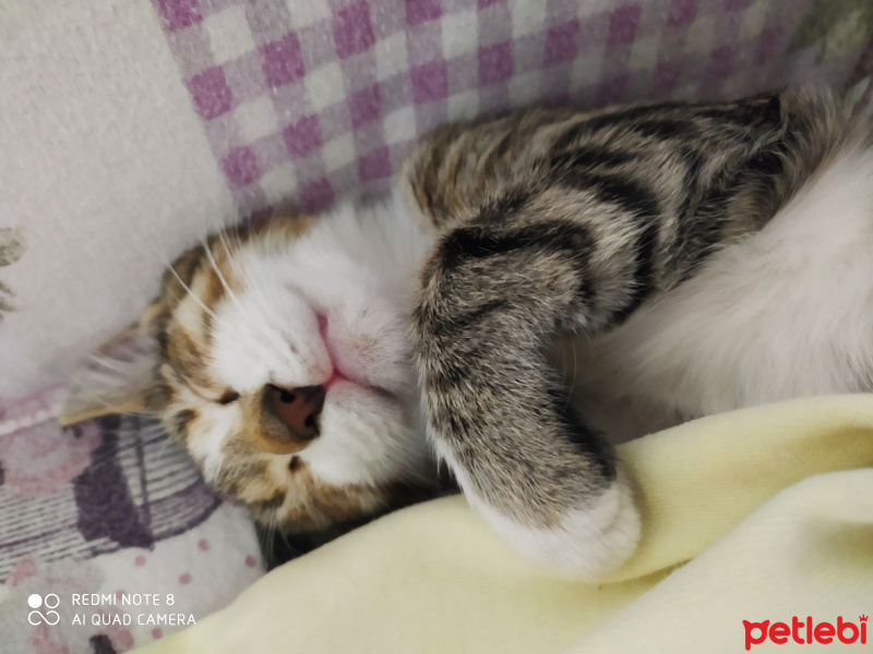 Tekir Kedi, Kedi  Çakır fotoğrafı