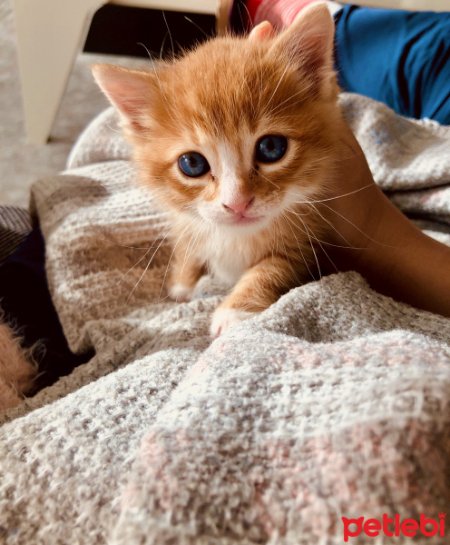 Sarman, Kedi  Tarçın fotoğrafı