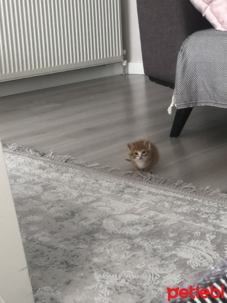 Sarman, Kedi  Tarçın fotoğrafı