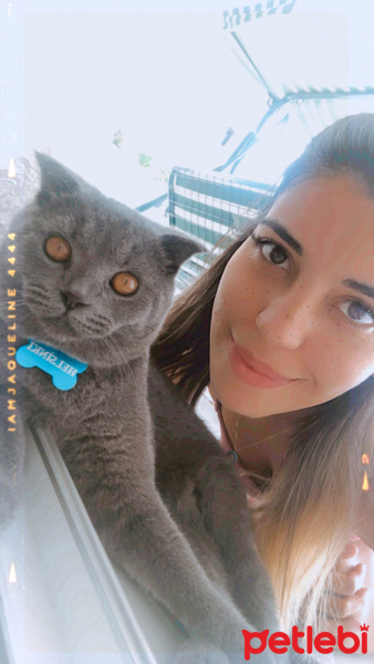 Scottish Fold, Kedi  Helsinki fotoğrafı