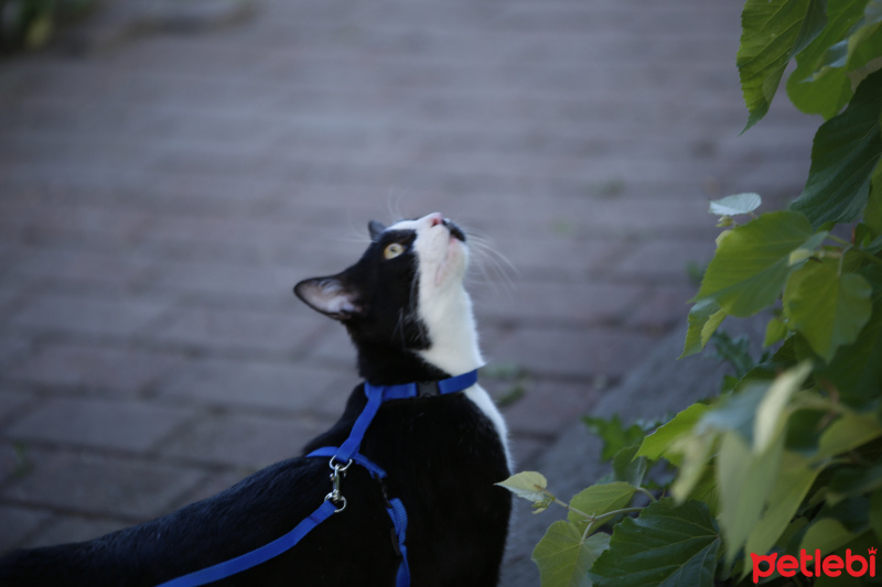 Tuxedo (Smokin) Kedi, Kedi  bıdık fotoğrafı