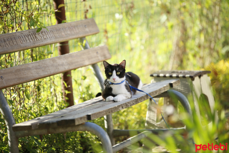 Tuxedo (Smokin) Kedi, Kedi  bıdık fotoğrafı