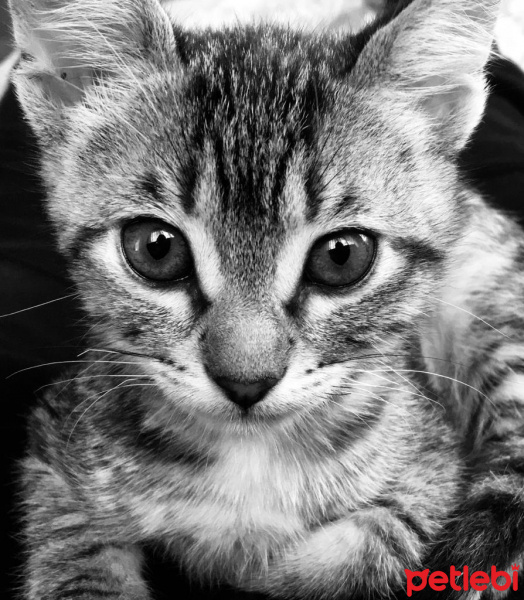 Tuxedo (Smokin) Kedi, Kedi  bıdık fotoğrafı