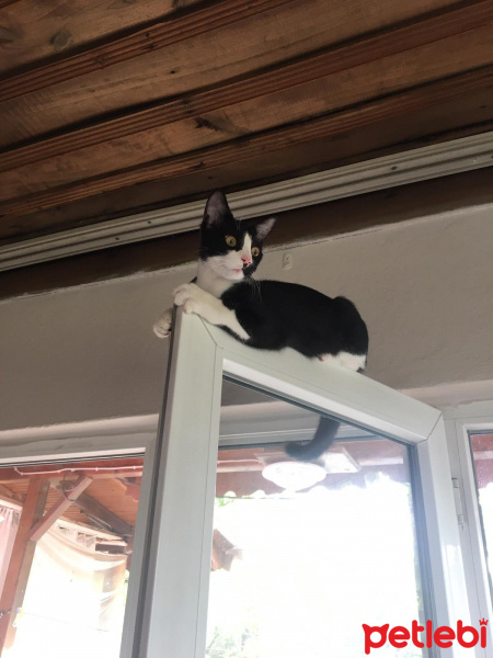 Tuxedo (Smokin) Kedi, Kedi  bıdık fotoğrafı