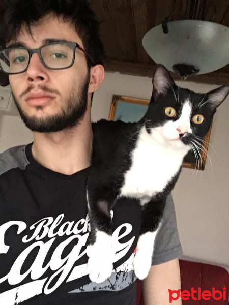 Tuxedo (Smokin) Kedi, Kedi  bıdık fotoğrafı