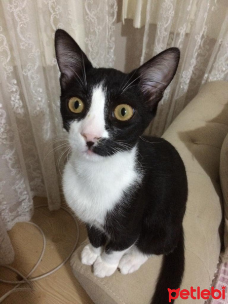 Tuxedo (Smokin) Kedi, Kedi  bıdık fotoğrafı