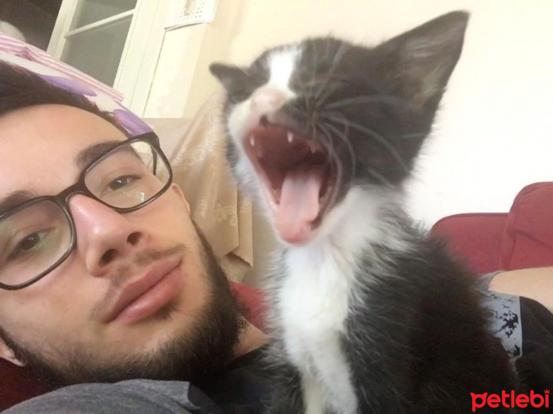 Tuxedo (Smokin) Kedi, Kedi  bıdık fotoğrafı
