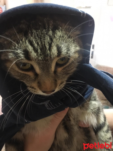 Tuxedo (Smokin) Kedi, Kedi  bıdık fotoğrafı