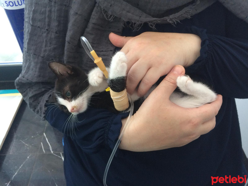 Tuxedo (Smokin) Kedi, Kedi  bıdık fotoğrafı
