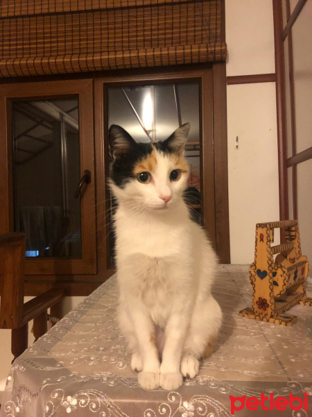 Tuxedo (Smokin) Kedi, Kedi  bıdık fotoğrafı