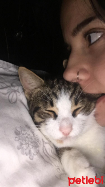 Tuxedo (Smokin) Kedi, Kedi  bıdık fotoğrafı