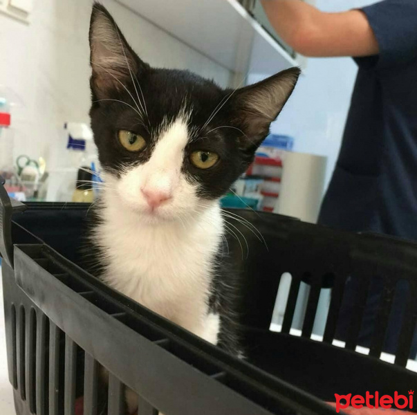 Tuxedo (Smokin) Kedi, Kedi  bıdık fotoğrafı