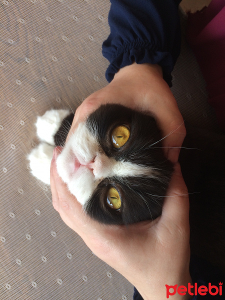 Tuxedo (Smokin) Kedi, Kedi  bıdık fotoğrafı