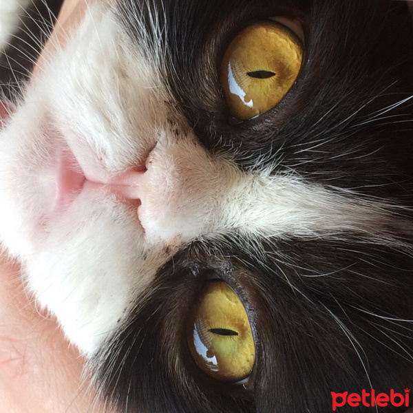 Tuxedo (Smokin) Kedi, Kedi  bıdık fotoğrafı