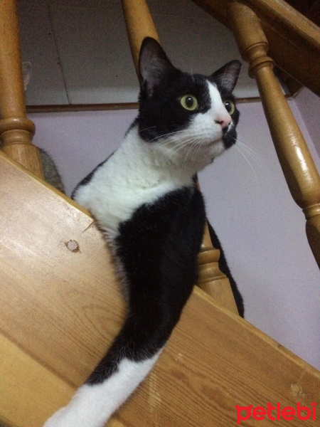 Tuxedo (Smokin) Kedi, Kedi  bıdık fotoğrafı